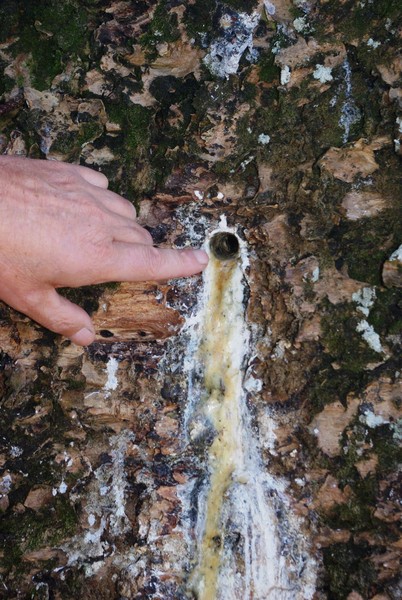 Holes were drilled in the trunk, probably to inject chemicals.